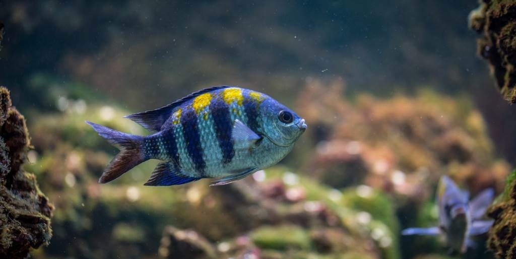 Krok po kroku galaretka 3D