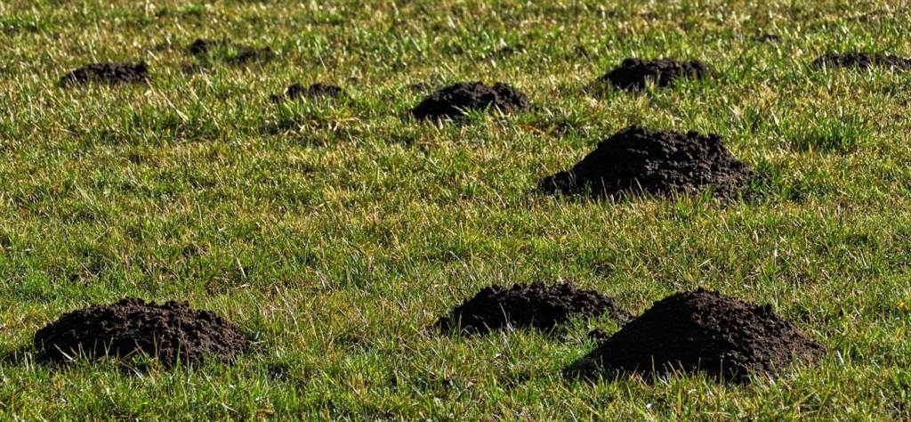 Środki chemiczne przeciwko kretom